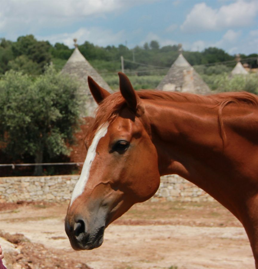 Masseria Poesia Horse riding