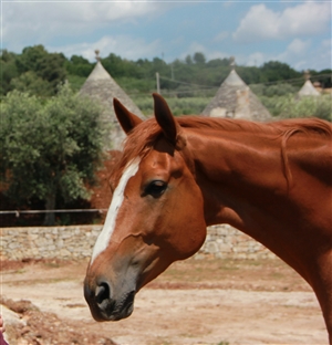 Horse riding